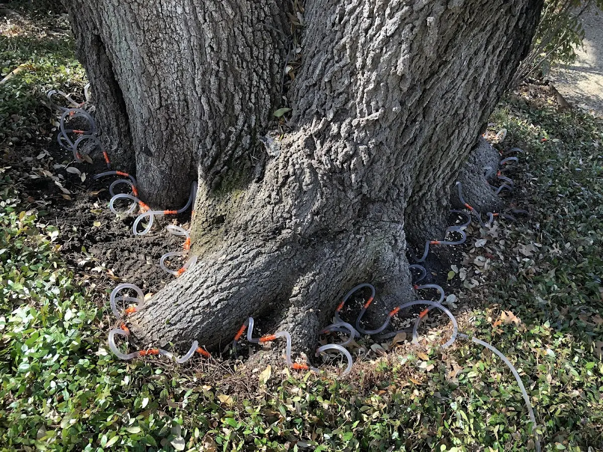 Detailed Tree Cabling and Bracing job site in Kiana