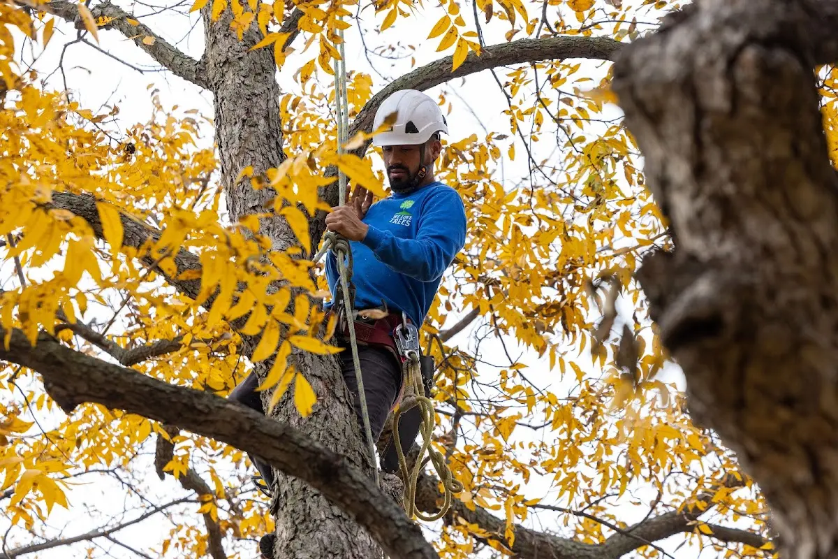 Skilled Storm Damage Cleanup crew working in Kiana